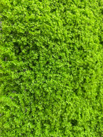 Load image into Gallery viewer, MUSCHIO RASO VERDE CHIARO
