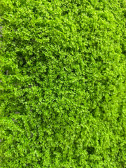 MUSCHIO RASO VERDE CHIARO