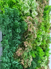 MUSCHIO 4 COLORI 100 x 50 Cm