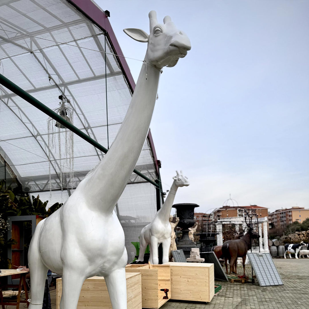 GIRAFFA BIANCA